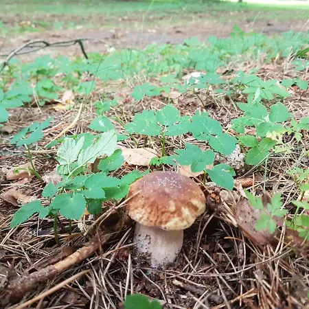 Casa de Férias Willa Pasym